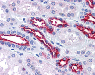IHC - EMA / MUC1 Antibody ALS13269